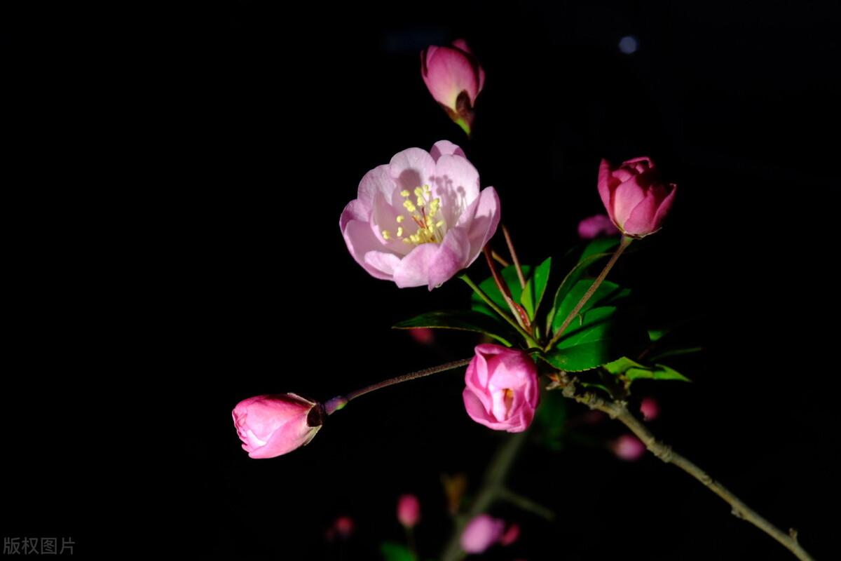 只恐夜深花睡去故烧高烛照红妆春半醉春烟海棠花未眠