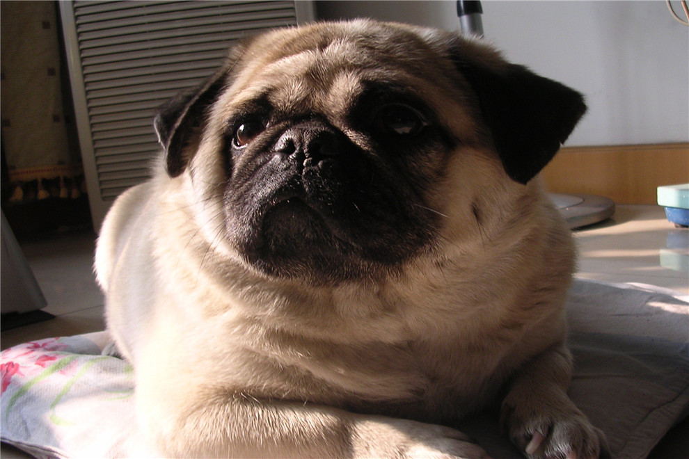 "巴哥犬"的5大优点,这就是为什么人人都喜欢养