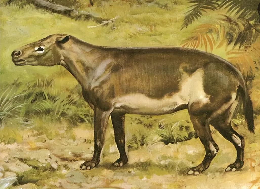 1973年湖北一野兽跑进部队猪圈偷吃被打死后士兵惊呼是驴头狼