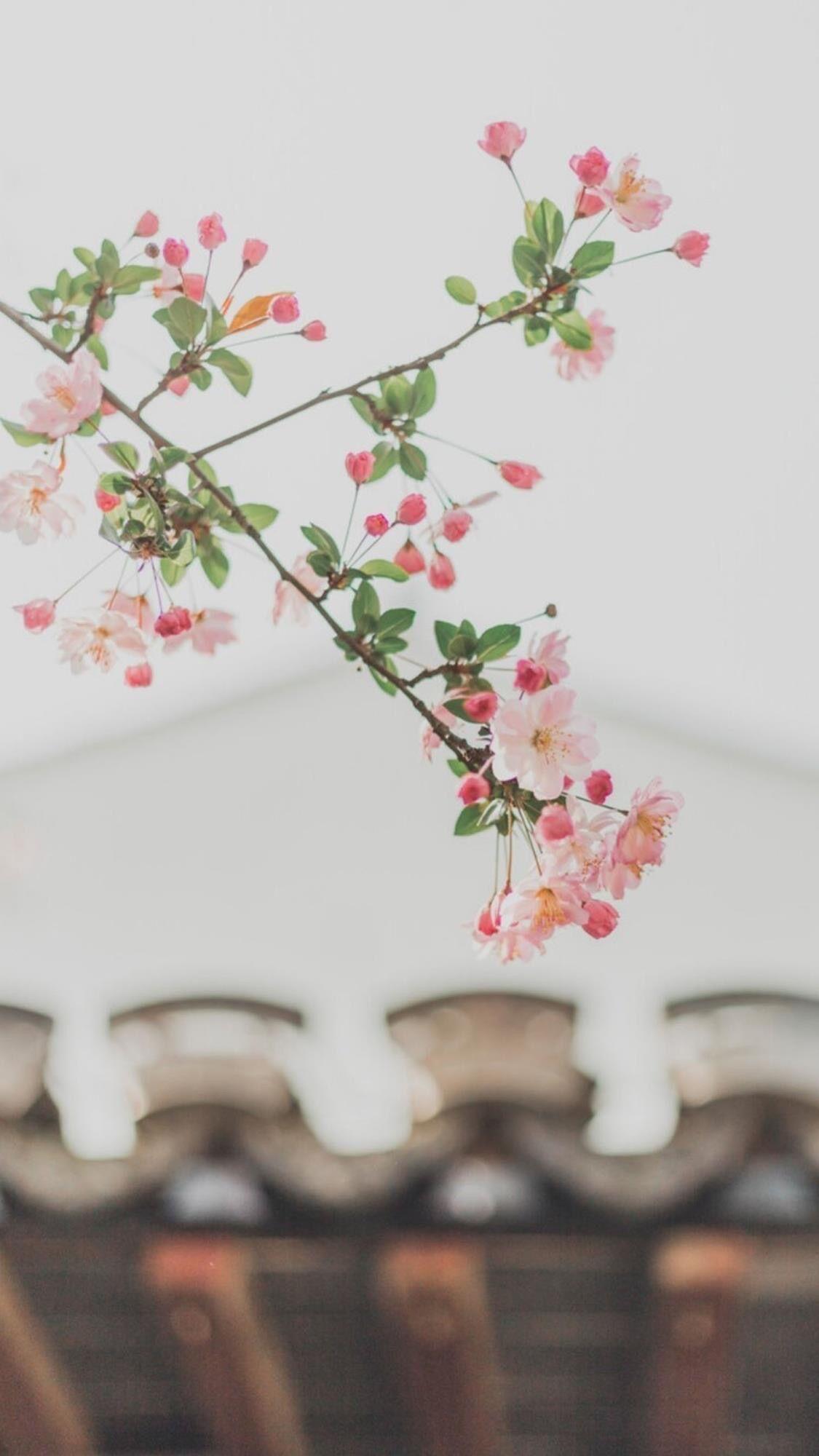 只恐夜深花睡去故烧高烛照红妆春半醉春烟海棠花未眠