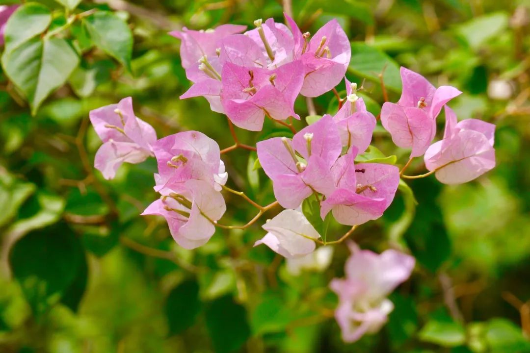 深圳市市花——簕杜鹃