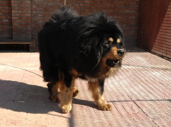 2007年男子购买藏獒幼崽回家喂养发现端倪后主动报警