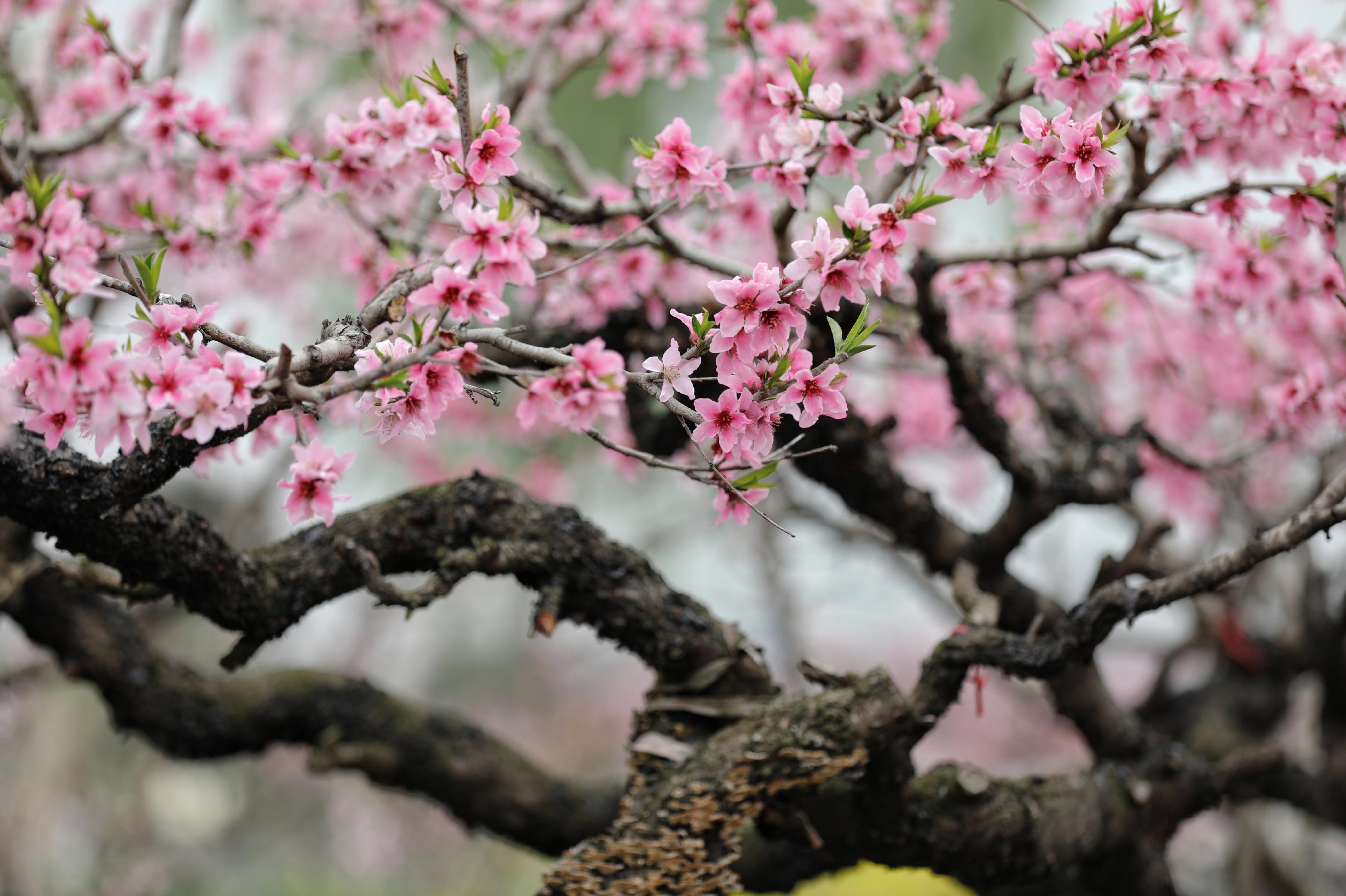 绝美 春日限定桃花海