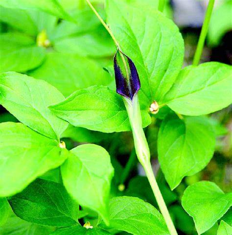 半夏:那独特的草本植物