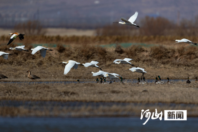 张家口阳原桑干河开候鸟鸣