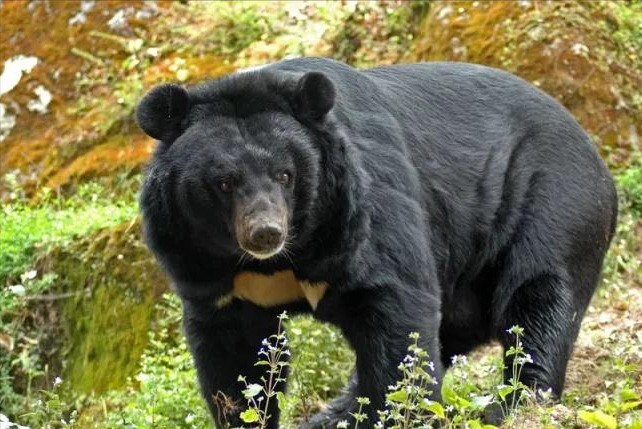 每天被活取胆汁疼到咬烂自己手掌曾轰动一时的胆熊怎么样了