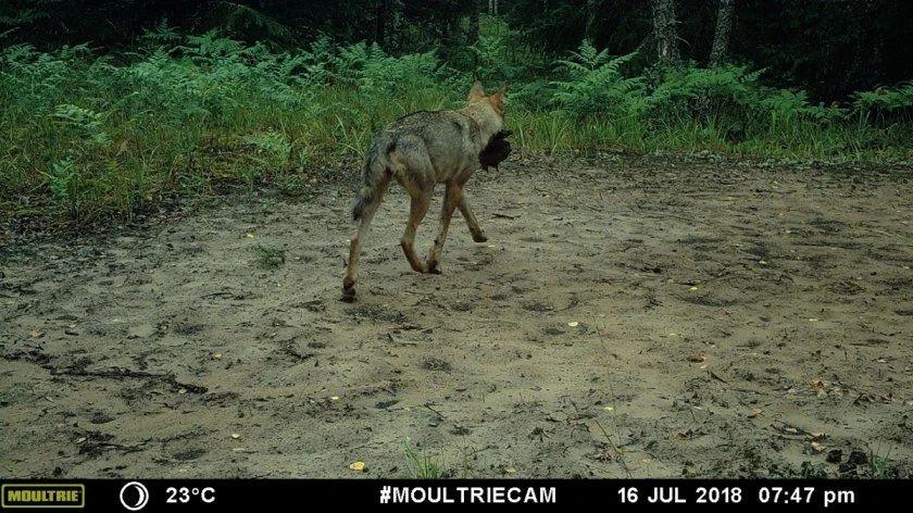 下图是美国黄石国家公园和加拿大班夫国家公园,这种环境非常适合狼集