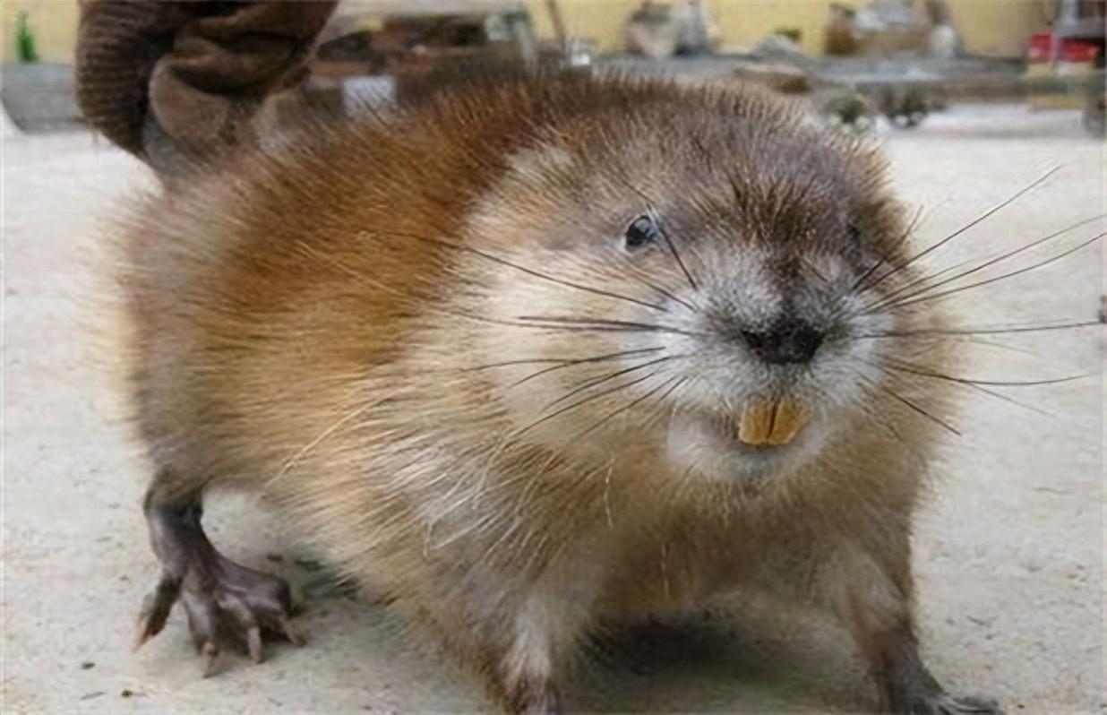 麝香鼠养殖,看似不起眼的小动物,却蕴含着巨大的经济价值