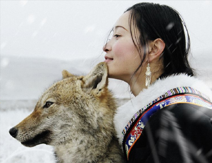 回顾女画家收养狼儿子十年后在草原再次重逢结局令人感动