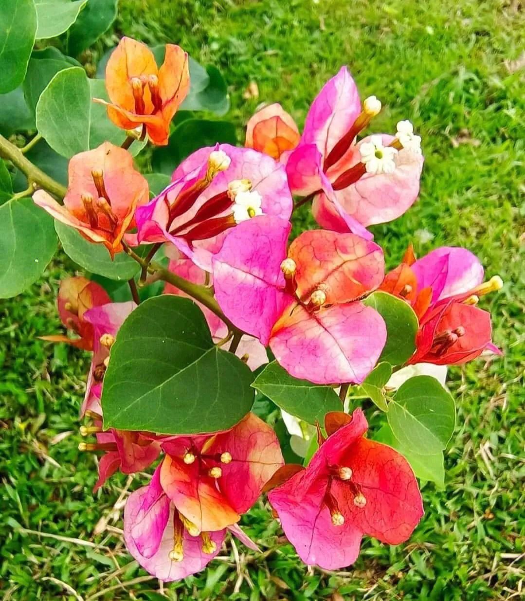 深圳市市花——簕杜鹃