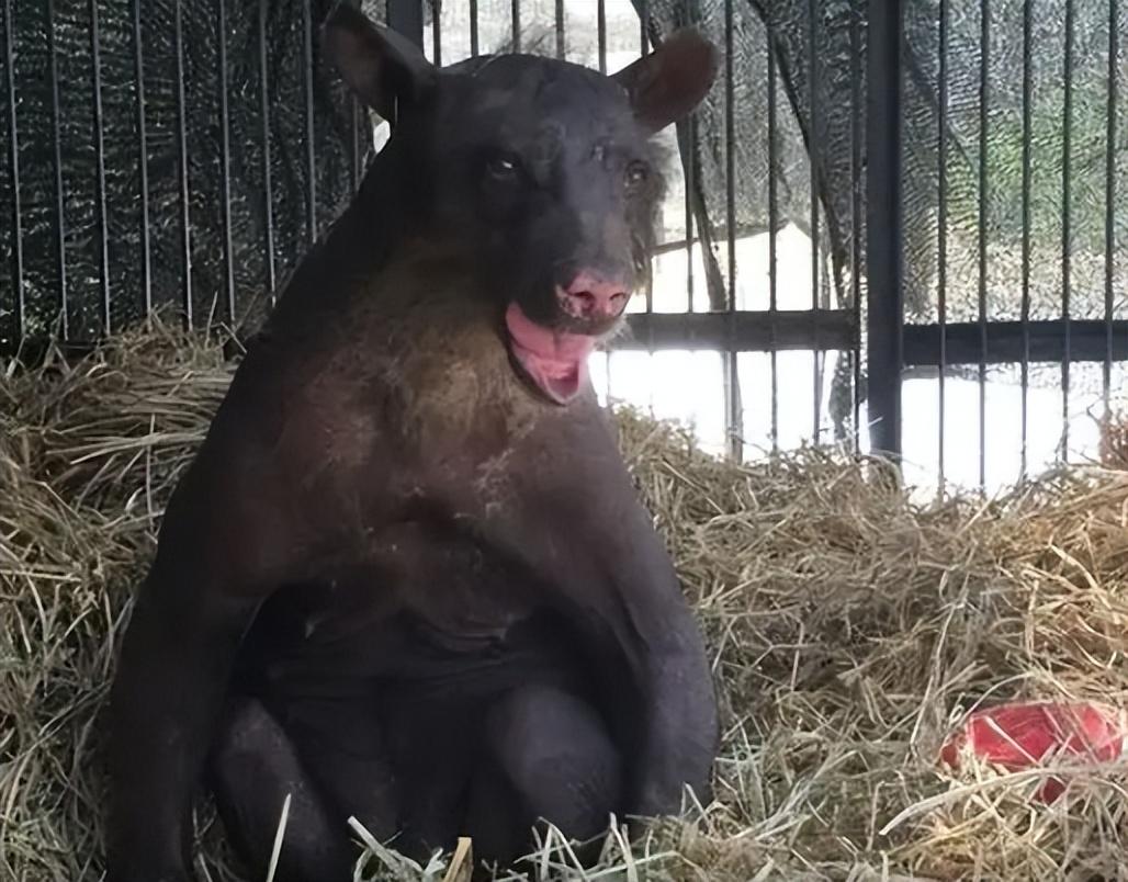 1973年湖北一野兽跑进部队猪圈偷吃被打死后士兵惊呼是驴头狼