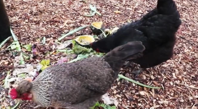 杀鸡时鸡肚里的黄油经常被丢掉现在才明白原来那是个宝