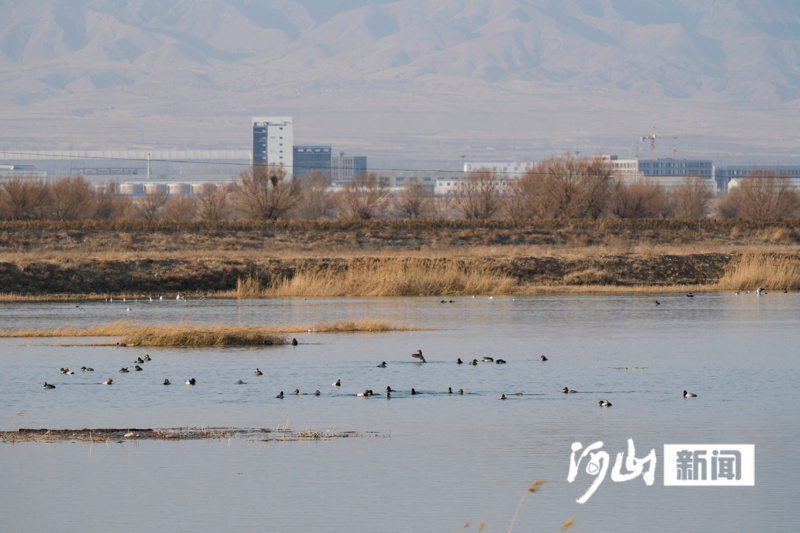 张家口阳原桑干河开候鸟鸣