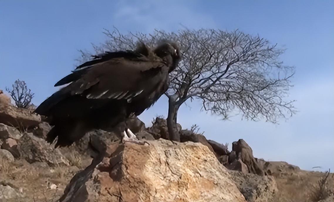 13年沈阳男子救下中毒秃鹫三次放生失败赖着不走比小孩还听话