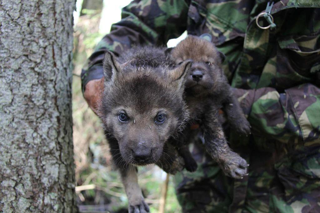 下图是美国黄石国家公园和加拿大班夫国家公园,这种环境非常适合狼集