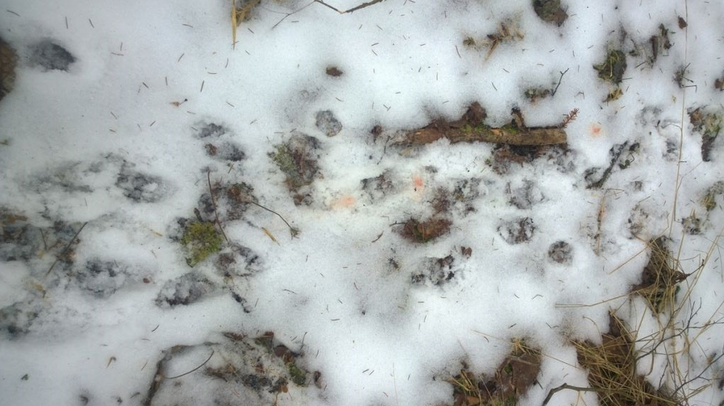 回顾貉入侵欧洲活埋狗獾强占獾窝害獾断子绝孙多亏猞猁