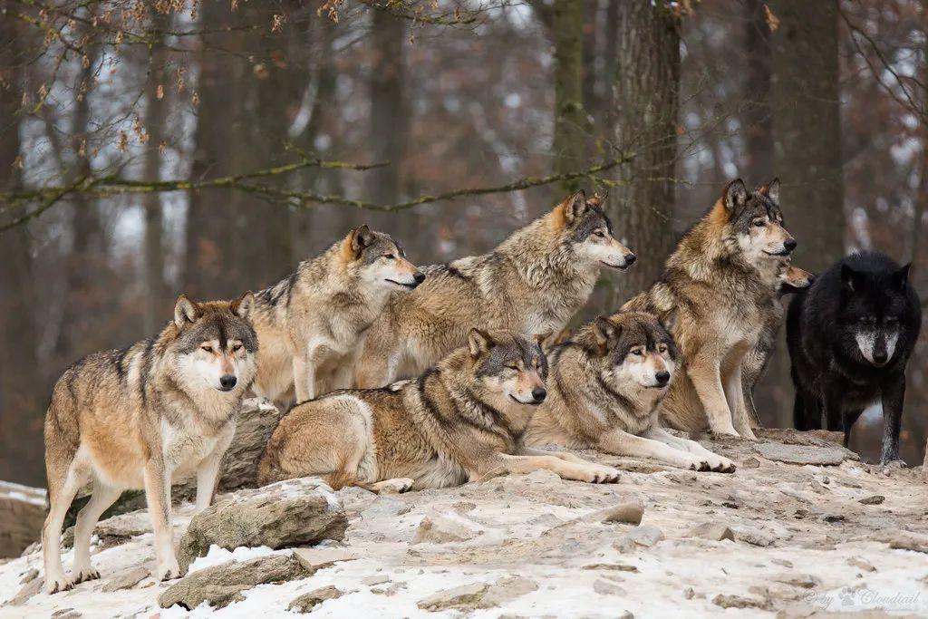 黄石公园狼杀美洲狮2例1999年12月,黄石公园重新引进狼的第4年,专家就