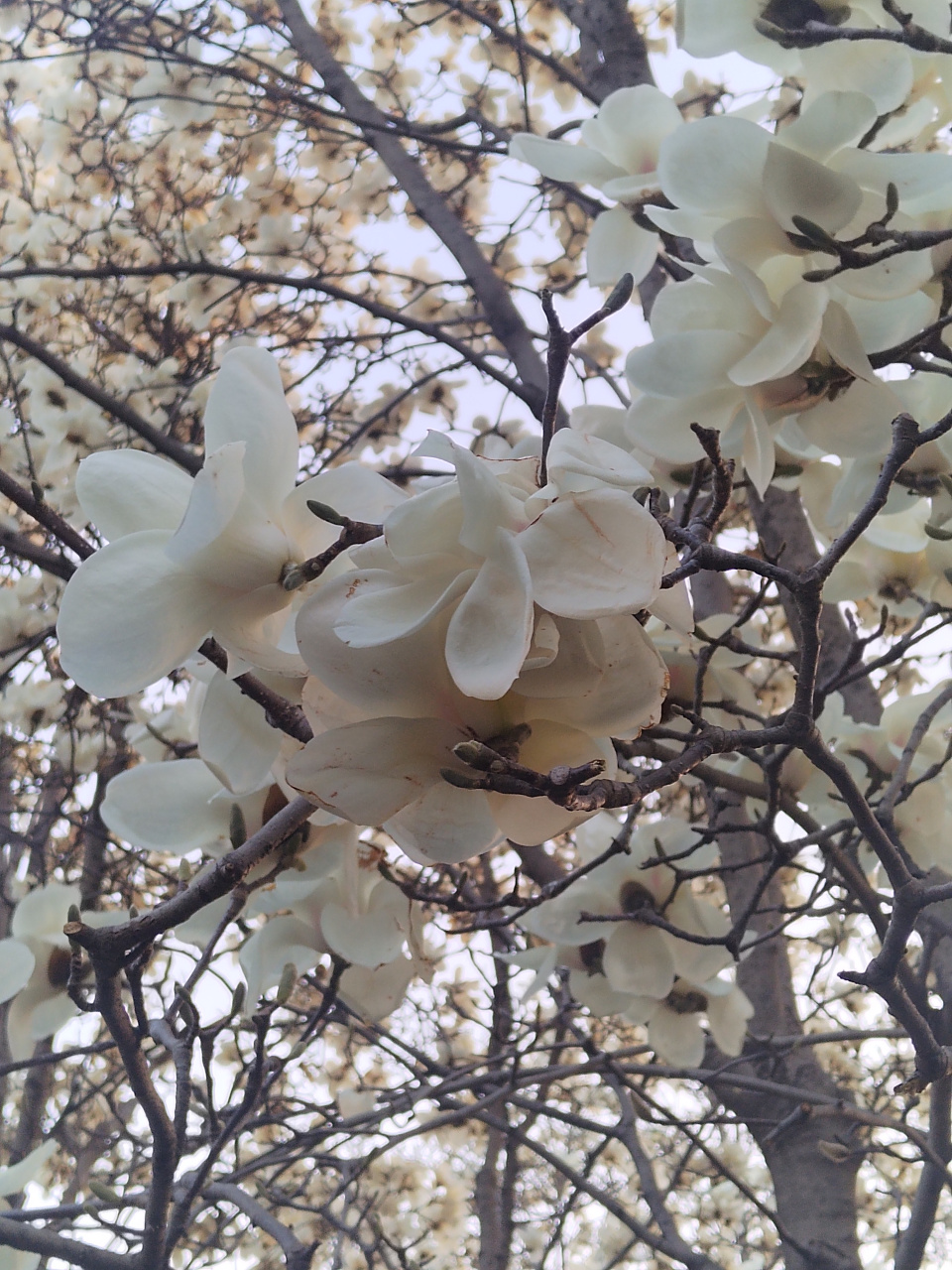 济南百花公园玉兰花盛开