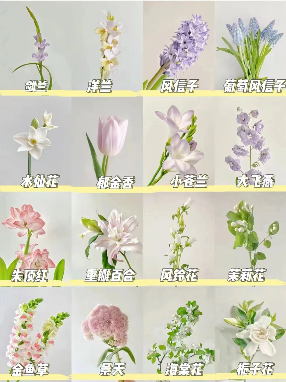 各种花卉图片大全及花名  94花有约,春不误.