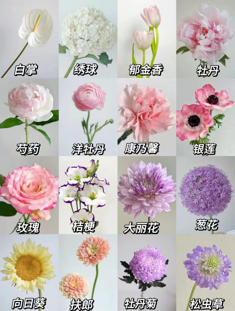 花朵照片取名图片