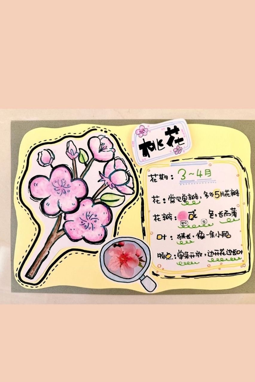 植物介绍卡怎么做(植物介绍卡怎么做简单又漂亮)