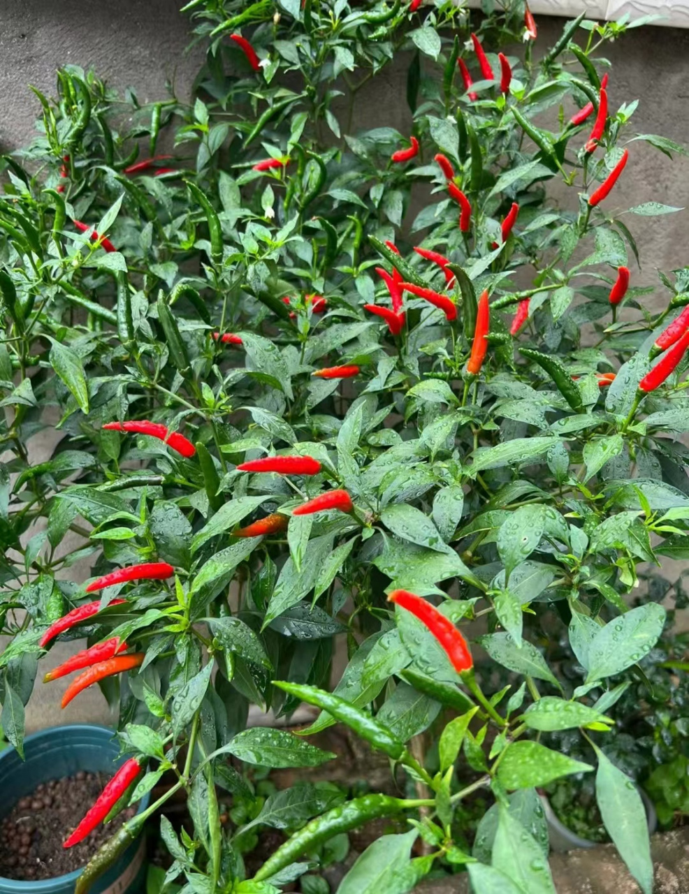 小米椒图片  97小米辣的挑选方法 1,看外形和颜色 如果形状匀称说明