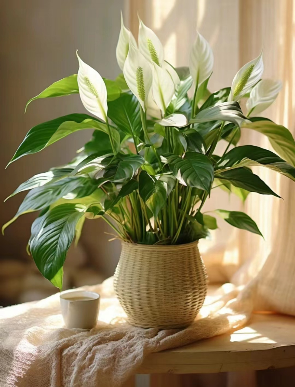 白掌图片  9898白掌也叫"一帆风顺,白鹤芋",寓意着"纯洁平静,祥和