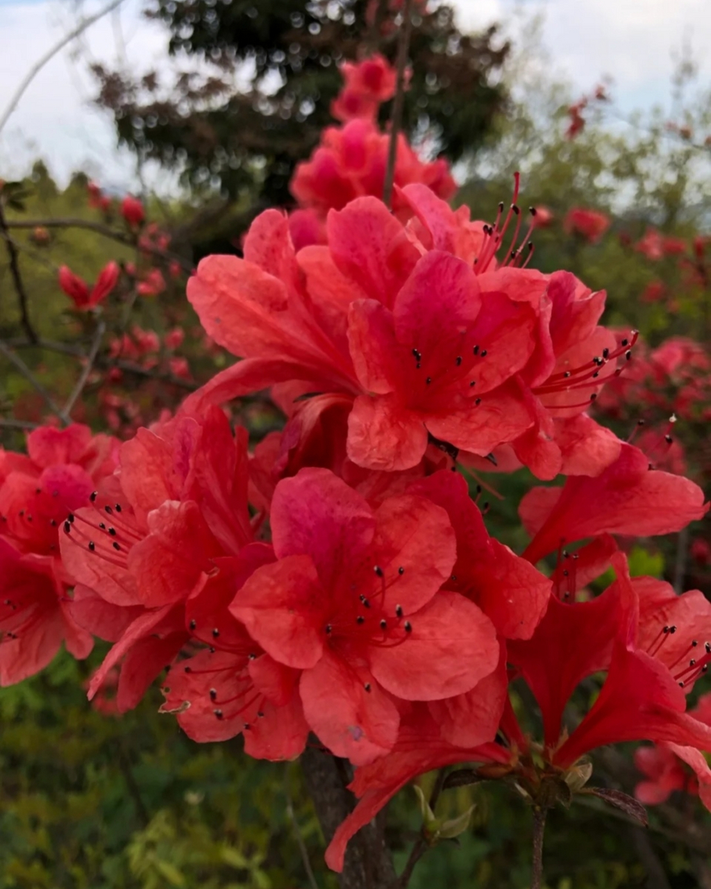 杜鹃花的照片真实图片