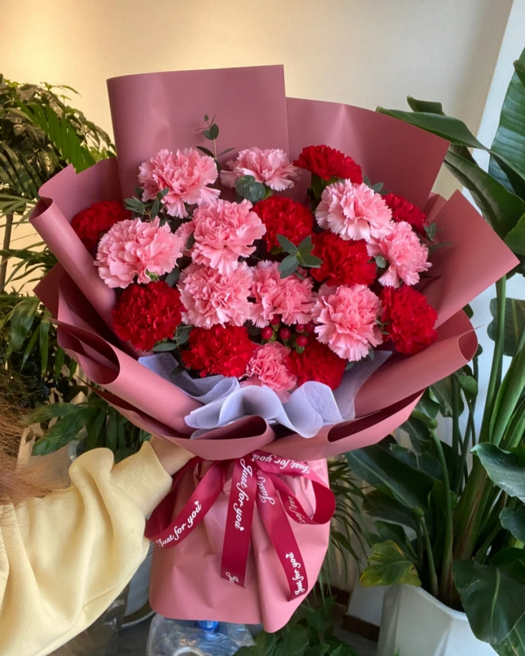 康乃馨图片  康乃馨的花语为热情,魅力,使人柔弱的爱,真情,母亲我爱你