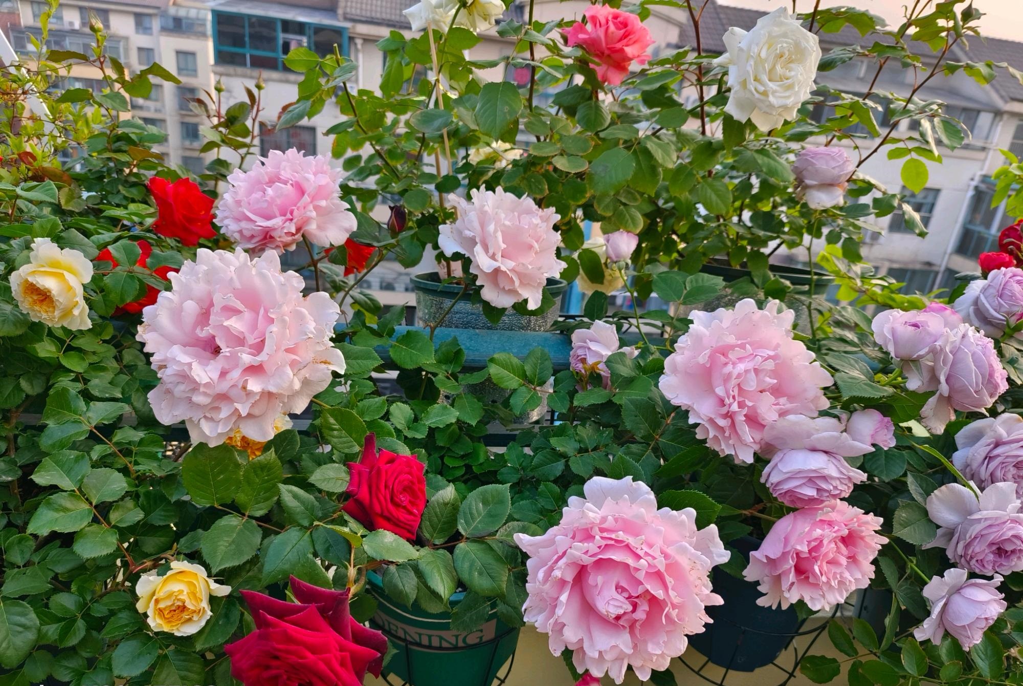 春天,是月季花的"主场",来欣赏下月季品种"索菲罗莎"的盛世美颜吧