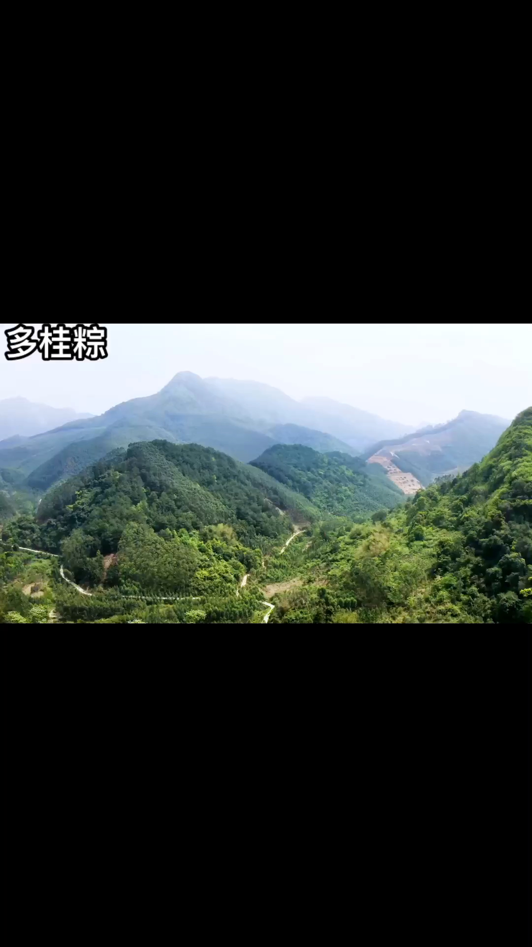 广西三月三五色粽子糯米饭