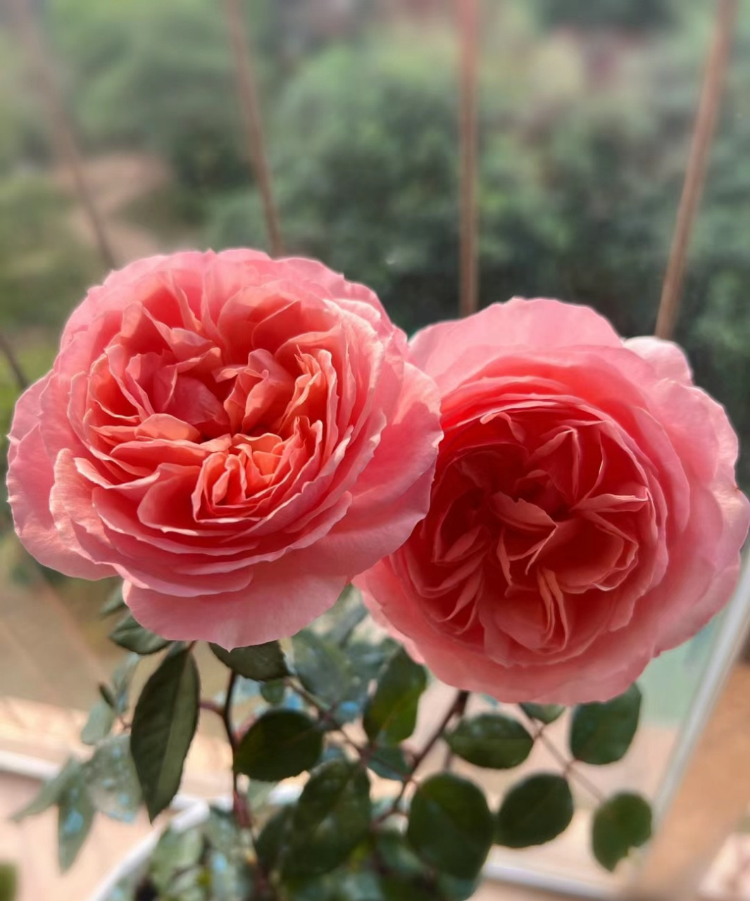 杨玉环月季,粉色奥斯汀玫瑰型花朵绽放美丽.