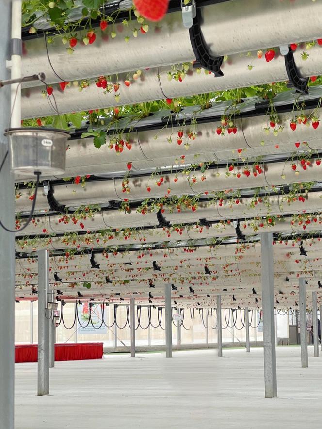 草莓栽培架:助力观光农业发展