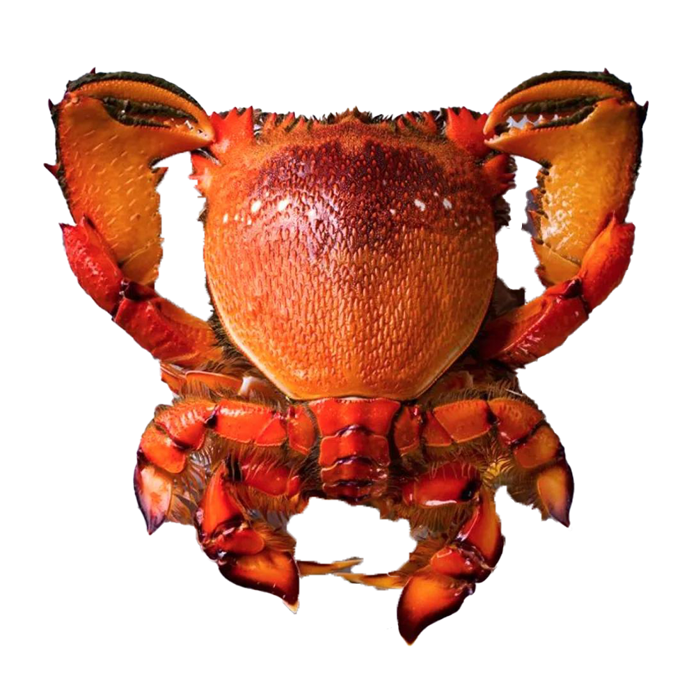 老虎蟹怎么选?买之前要牢记这些选购要点!