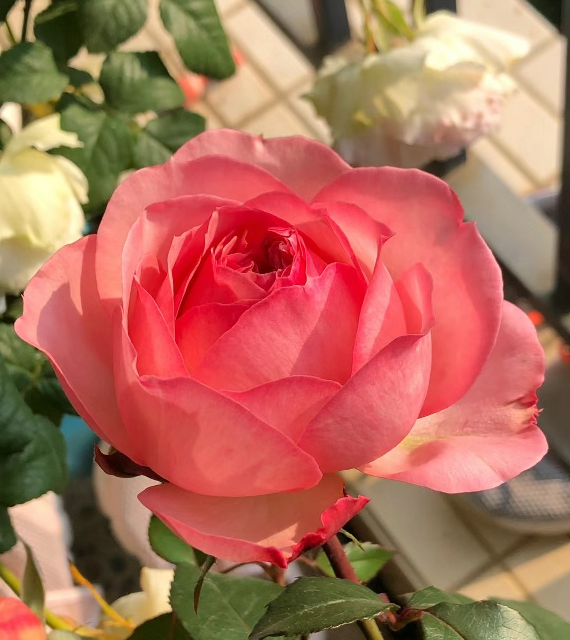 杨玉环月季,粉色奥斯汀玫瑰型花朵绽放美丽.