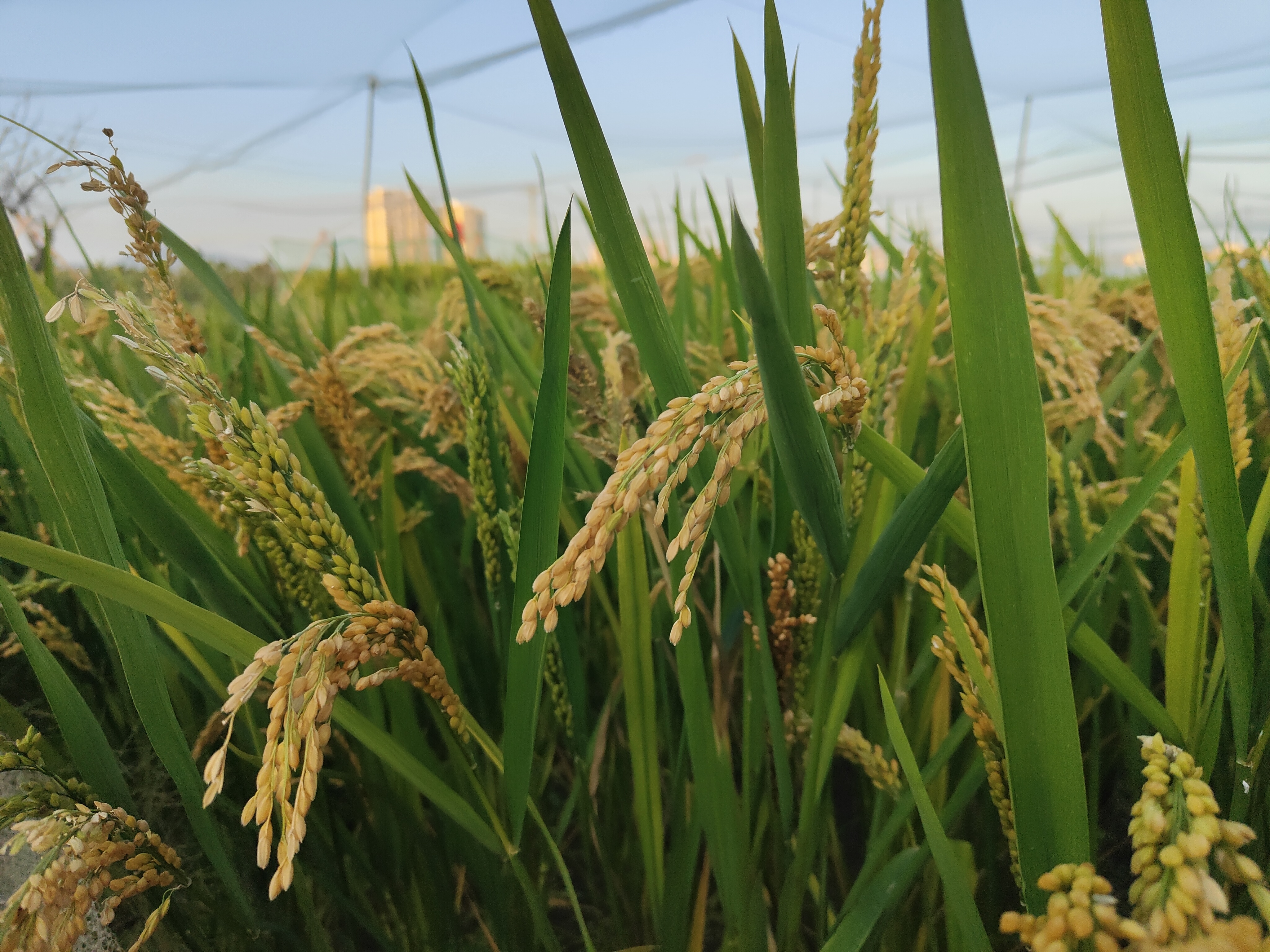 水稻要想高产优质,这几项栽培技术要点,一定要记住