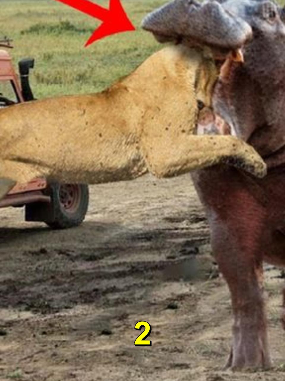 狮群疯狂围攻河马水牛无处逃公路成生死线2