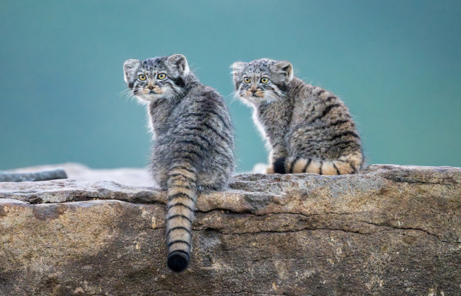 兔狲是什么科动物?被称为高原上的"土著猫",不要被它外表欺骗