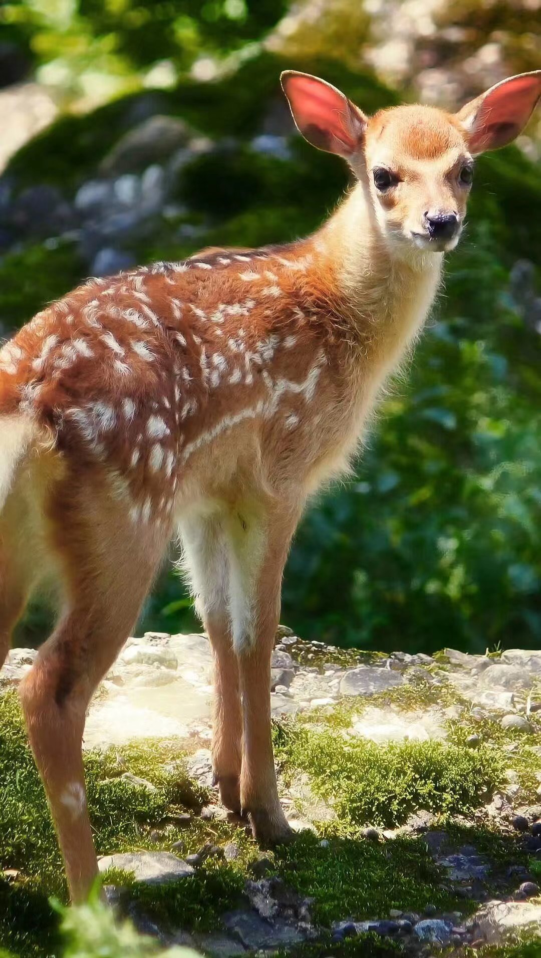 国鹿堂宕昌鹿园