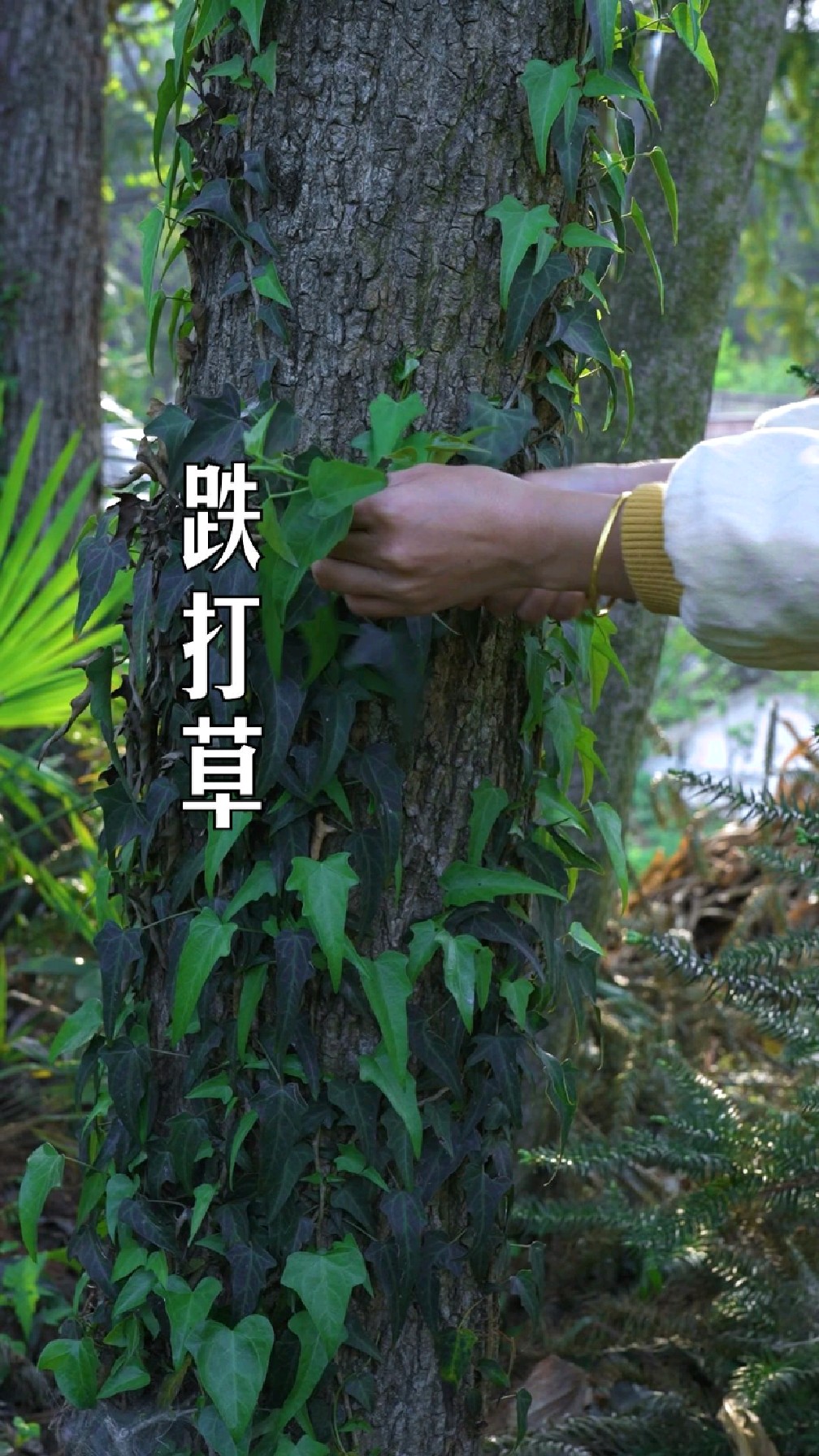 跌打草这种植物不多见了,也叫三角风,常青藤,有很多人还不认识
