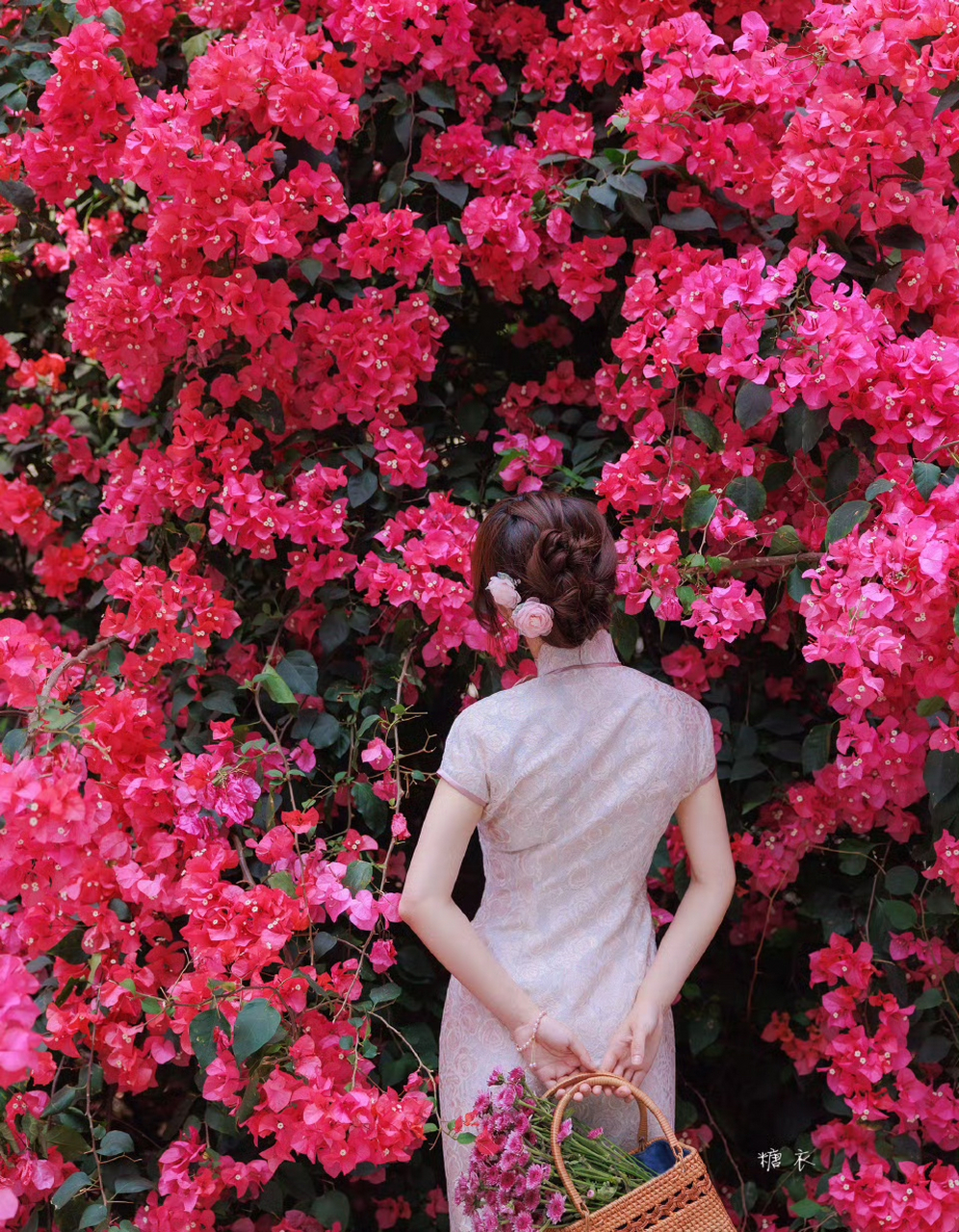 开在街角的三角梅,无人问津却独自灿烂.98