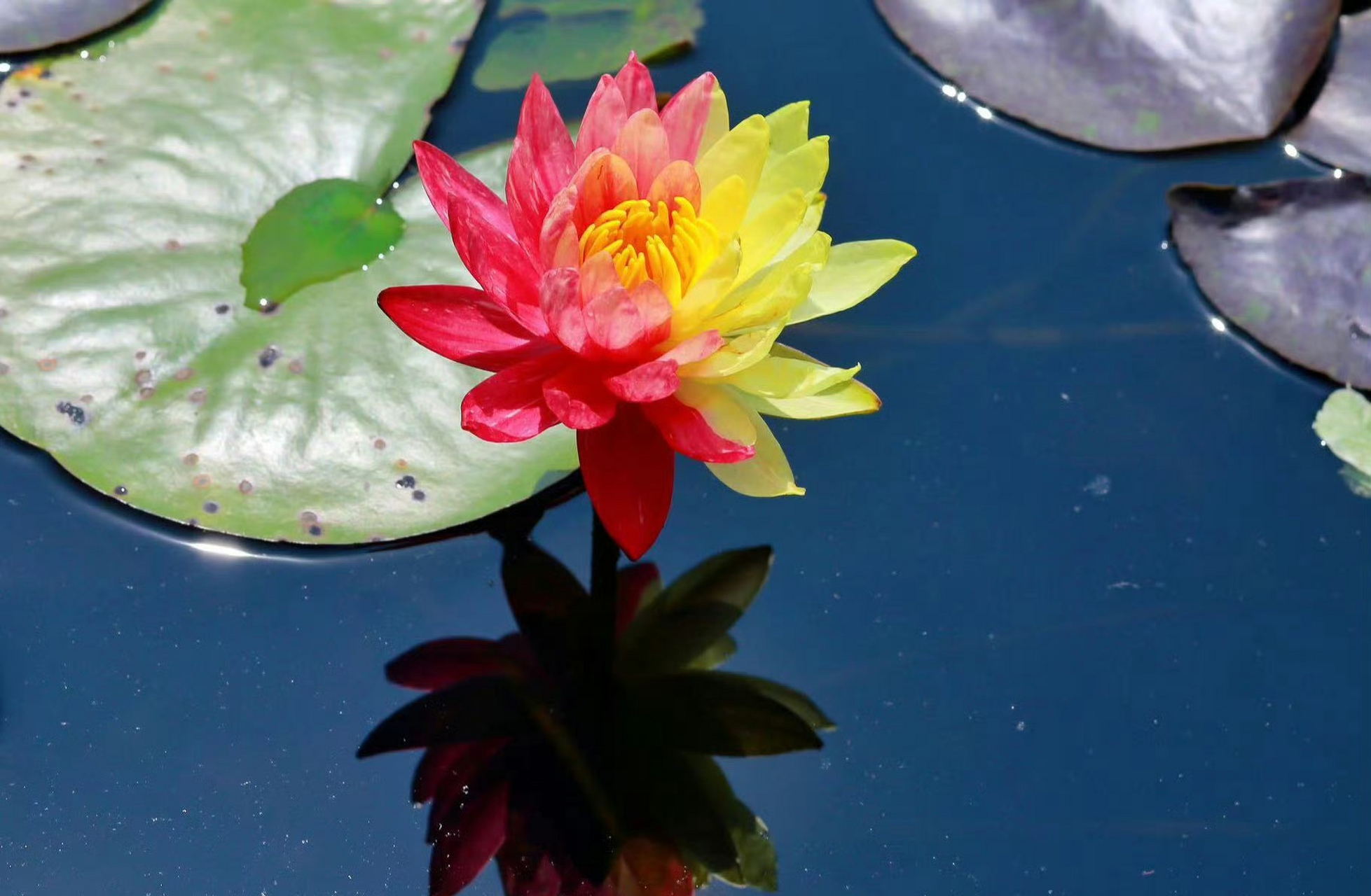 镜头里的春天# 双色莲花,真漂亮,很少有呢