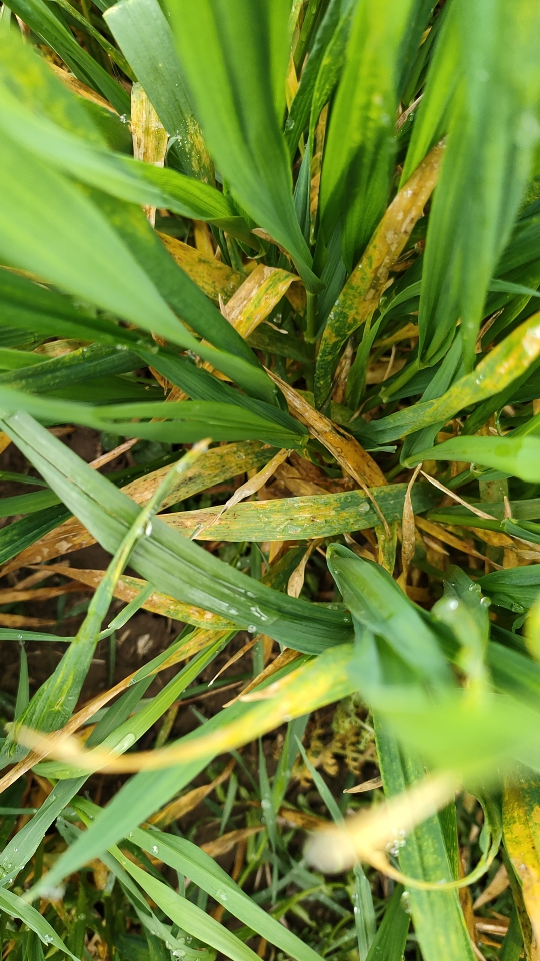 一大早,就有人来找事了:非要说用我的除草剂把小麦打坏了,各位给我评
