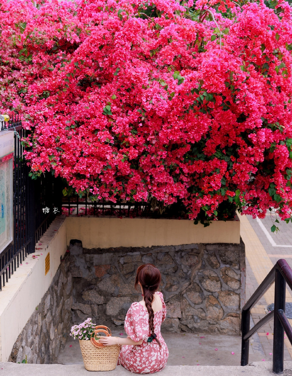 开在街角的三角梅,无人问津却独自灿烂.98