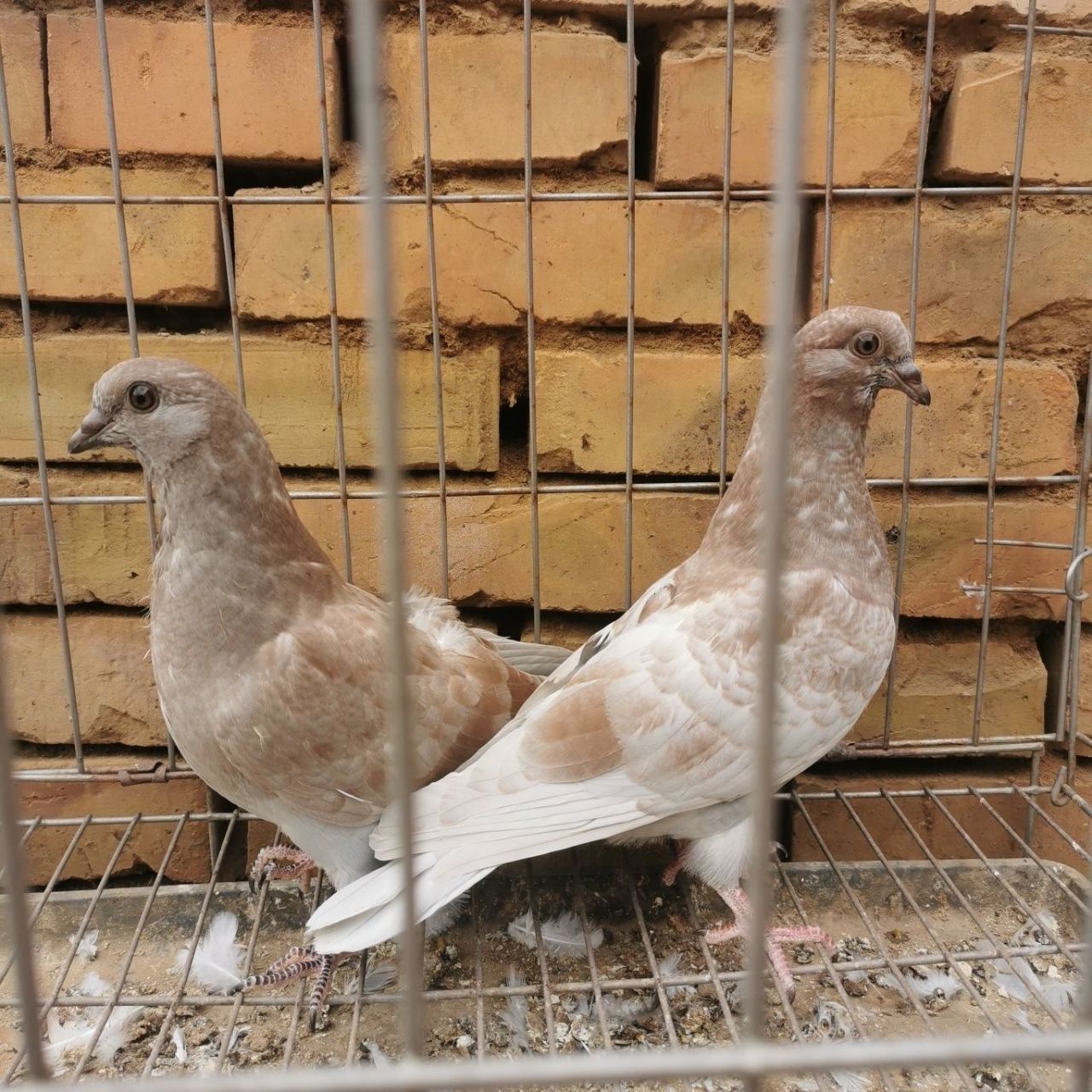 高飞鸽子,宠物分享