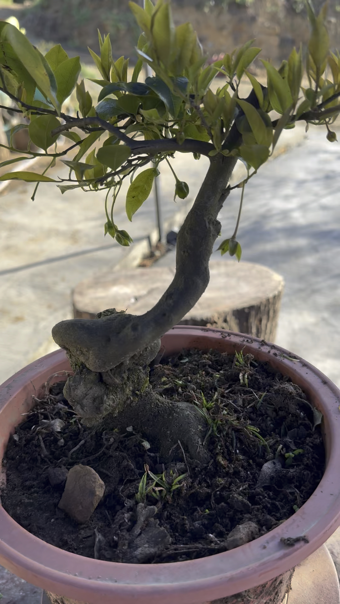 金弹子长花生果坨坨子