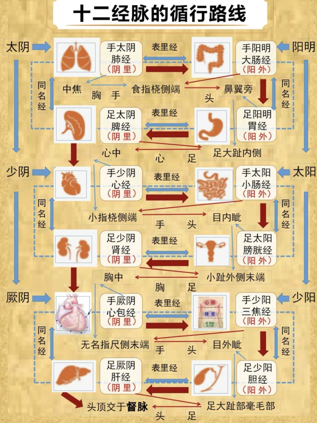 十二经络起点至止点图图片