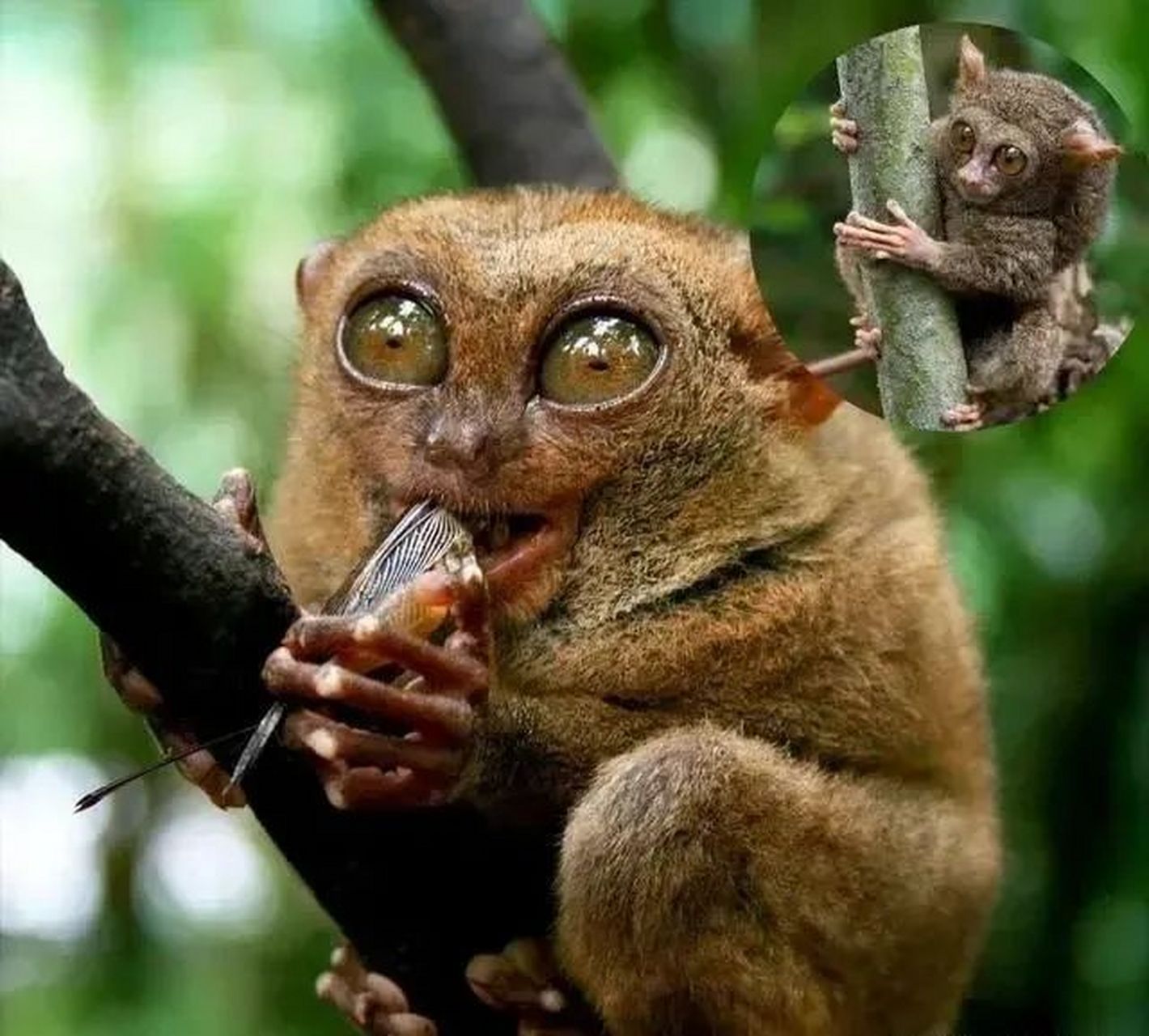 唯一一种完全食肉的灵长类动物眼睛猴