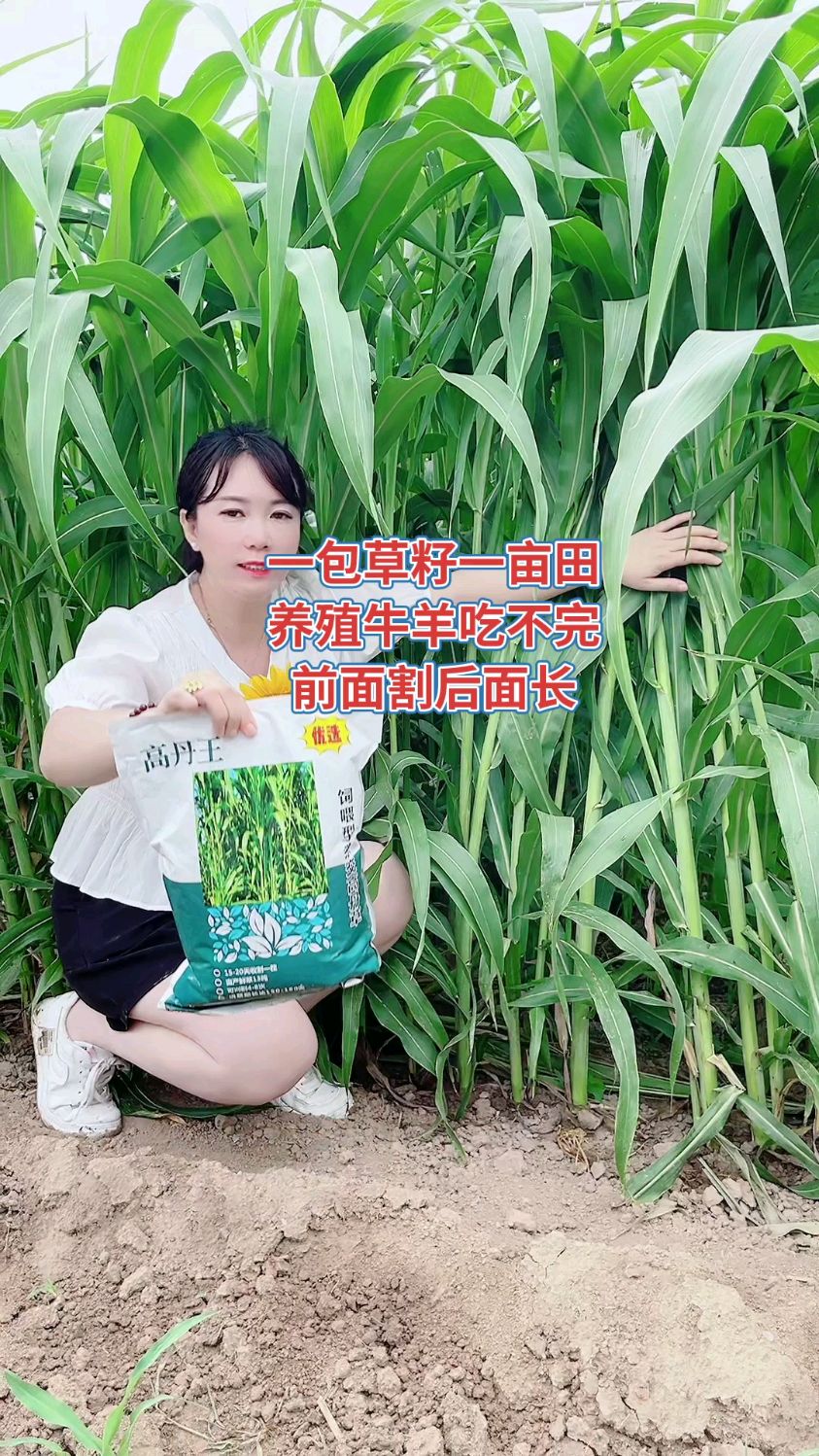春播牧草优选高丹王