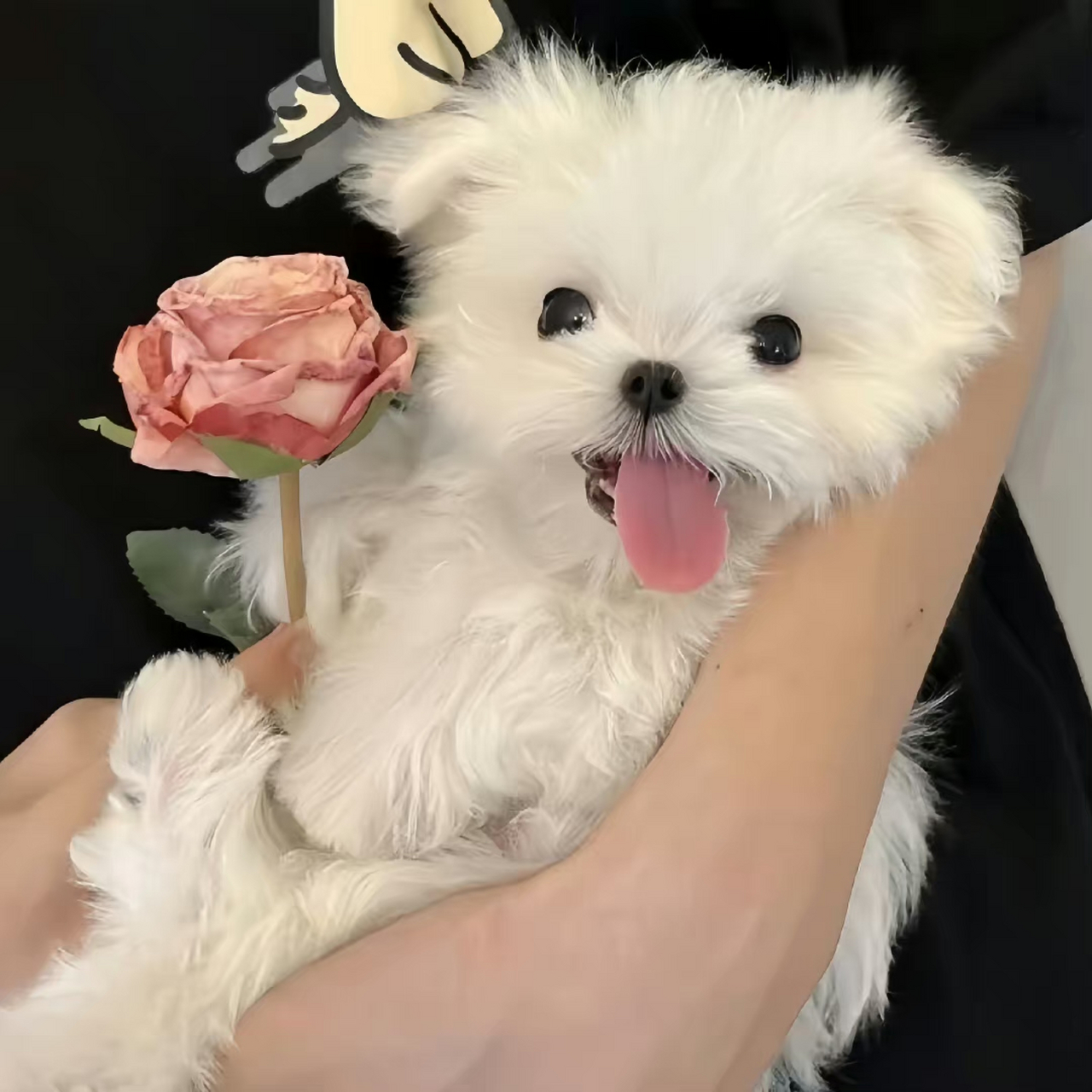 一组小狗乖乖363436373039可爱情侣头像